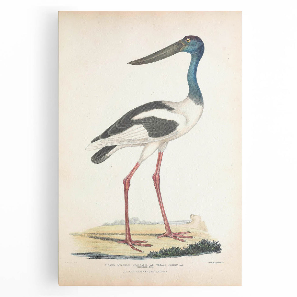 Vintage Animal Art – Elegant Black-Necked Stork Wall Print