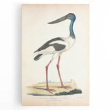 Vintage Animal Art – Elegant Black-Necked Stork Wall Print