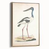 Vintage Animal Art – Elegant Black-Necked Stork Wall Print