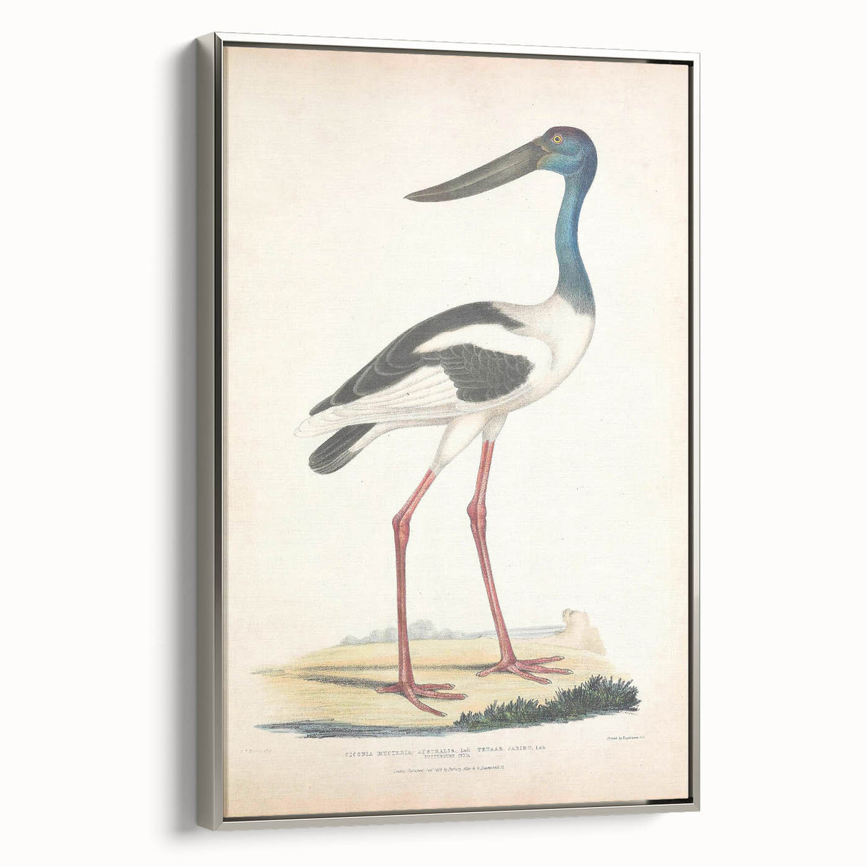 Vintage Animal Art – Elegant Black-Necked Stork Wall Print