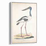 Vintage Animal Art – Elegant Black-Necked Stork Wall Print