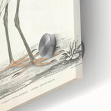 Vintage Animal Art – Indian White Heron Illustration Wall Print