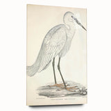 Vintage Animal Art – Indian White Heron Illustration Wall Print