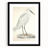 Vintage Animal Art – Indian White Heron Illustration Wall Print