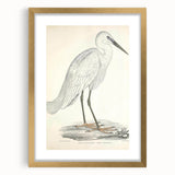 Vintage Animal Art – Indian White Heron Illustration Wall Print