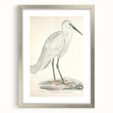 Vintage Animal Art – Indian White Heron Illustration Wall Print