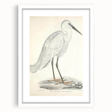 Vintage Animal Art – Indian White Heron Illustration Wall Print
