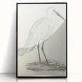 Vintage Animal Art – Indian White Heron Illustration Wall Print