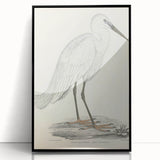 Vintage Animal Art – Indian White Heron Illustration Wall Print