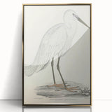 Vintage Animal Art – Indian White Heron Illustration Wall Print