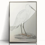 Vintage Animal Art – Indian White Heron Illustration Wall Print
