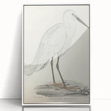 Vintage Animal Art – Indian White Heron Illustration Wall Print