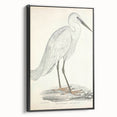 Vintage Animal Art – Indian White Heron Illustration Wall Print