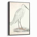 Vintage Animal Art – Indian White Heron Illustration Wall Print