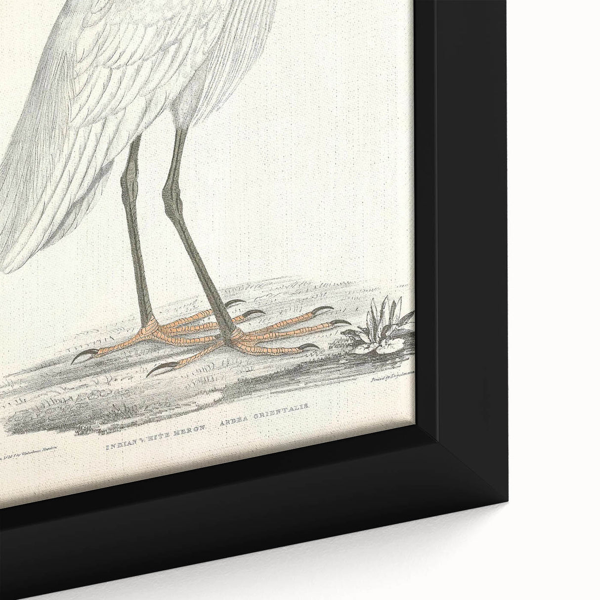 Vintage Animal Art – Indian White Heron Illustration Wall Print