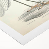 Vintage Animal Art – Indian White Heron Illustration Wall Print