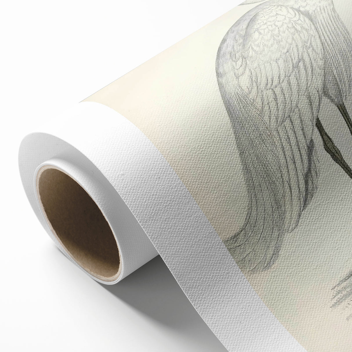 Vintage Animal Art – Indian White Heron Illustration Wall Print