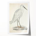 Vintage Animal Art – Indian White Heron Illustration Wall Print