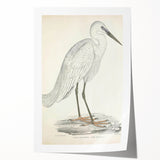 Vintage Animal Art – Indian White Heron Illustration Wall Print