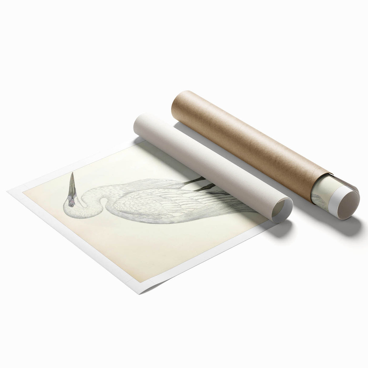Vintage Animal Art – Indian White Heron Illustration Wall Print