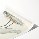 Vintage Animal Art – Indian White Heron Illustration Wall Print