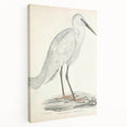 Vintage Animal Art – Indian White Heron Illustration Wall Print