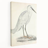 Vintage Animal Art – Indian White Heron Illustration Wall Print