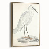 Vintage Animal Art – Indian White Heron Illustration Wall Print
