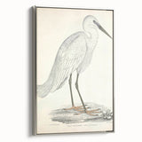 Vintage Animal Art – Indian White Heron Illustration Wall Print