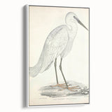 Vintage Animal Art – Indian White Heron Illustration Wall Print