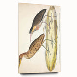 Vintage Animal Art – Yellow-Necked Heron Illustration Print