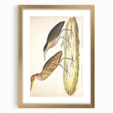 Vintage Animal Art – Yellow-Necked Heron Illustration Print