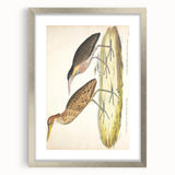 Vintage Animal Art – Yellow-Necked Heron Illustration Print