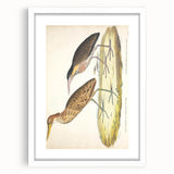 Vintage Animal Art – Yellow-Necked Heron Illustration Print