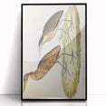Vintage Animal Art – Yellow-Necked Heron Illustration Print