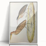 Vintage Animal Art – Yellow-Necked Heron Illustration Print