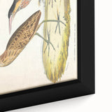 Vintage Animal Art – Yellow-Necked Heron Illustration Print