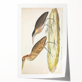 Vintage Animal Art – Yellow-Necked Heron Illustration Print