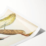 Vintage Animal Art – Yellow-Necked Heron Illustration Print