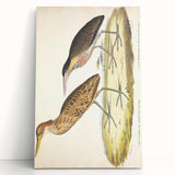 Vintage Animal Art – Yellow-Necked Heron Illustration Print