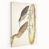 Vintage Animal Art – Yellow-Necked Heron Illustration Print