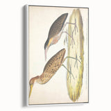 Vintage Animal Art – Yellow-Necked Heron Illustration Print