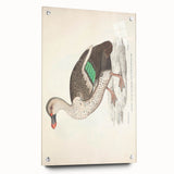 Vintage Animal Art – Spotted-Billed Duck Illustration Print