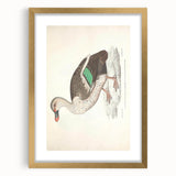 Vintage Animal Art – Spotted-Billed Duck Illustration Print
