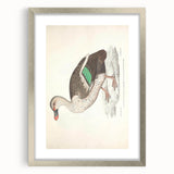 Vintage Animal Art – Spotted-Billed Duck Illustration Print