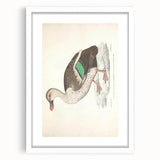 Vintage Animal Art – Spotted-Billed Duck Illustration Print