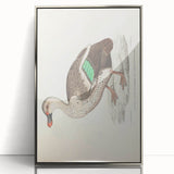 Vintage Animal Art – Spotted-Billed Duck Illustration Print