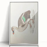 Vintage Animal Art – Spotted-Billed Duck Illustration Print