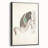 Vintage Animal Art – Spotted-Billed Duck Illustration Print