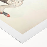 Vintage Animal Art – Spotted-Billed Duck Illustration Print